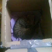 Photo #154045 de Mickey