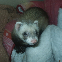 S2010117