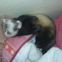 Photo #154105 de Tikky
