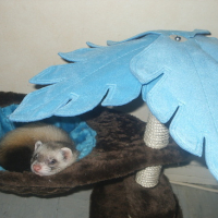 Photo #154123 de Tikky