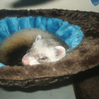 Photo #154129 de Tikky
