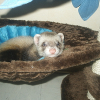 Photo #154141 de Tikky