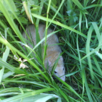 Photo #154171 de Ramses