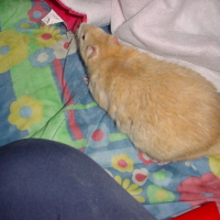 Photo #154177 de Ramses