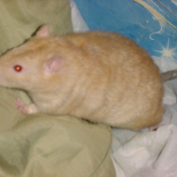 Photo #154183 de Ramses