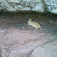 Photo #154189 de Ramses