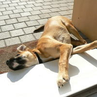 Photo #154225 de Lola
