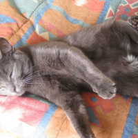 Photo #154255 de Minette
