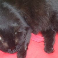 Photo #154285 de Jipsie