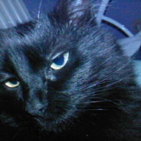 Photo #154291 de Jipsie