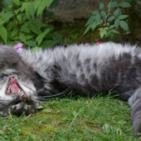 Photo #154615 de Catman blue