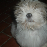 Photo #154705 de Cooki