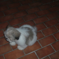 Photo #154711 de Cooki