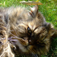 Photo #155131 de Olliver