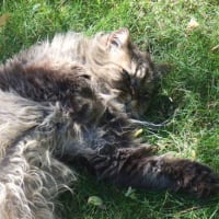 Photo #155137 de Olliver