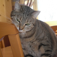 Photo #155557 de Bijou