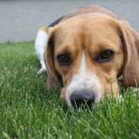 Photo #155683 de Cally