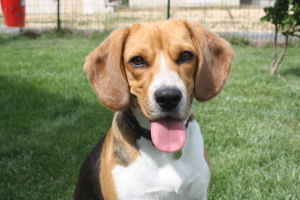 Son Regard <3 - Beagle
