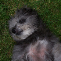 Photo #156163 de Otye