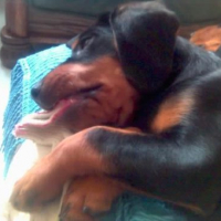 Photo #156487 de Boska