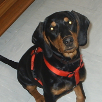 Photo #156571 de Boska