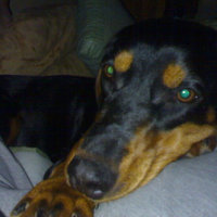 Photo #156595 de Boska