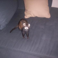 Photo #156685 de Croquette