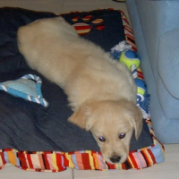 Photo #157045 de Djazz