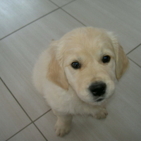 Photo #157051 de Djazz
