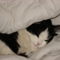 Photo #157447 de Nocibe