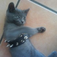 Photo #157501 de Pistach'