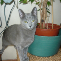 Photo #157507 de Pistach'