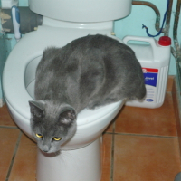 Photo #157513 de Pistach'