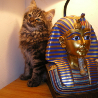 Photo #158137 de Chausette