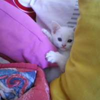 Photo #158191 de Saya