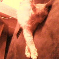 Photo #158317 de P'ti minou