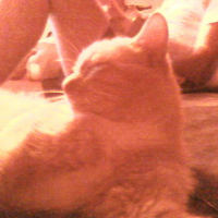Photo #158329 de P'ti minou