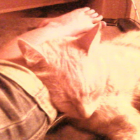 Photo #158347 de P'ti minou