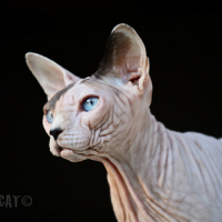 Photo #158581 de Valium