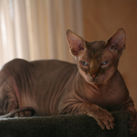 Photo #158701 de Ahotep