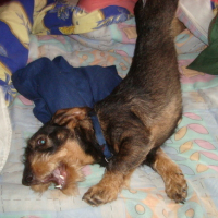 Photo #159175 de Denfer