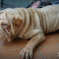 Photo #159403 de Chichi