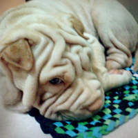 Photo #159409 de Chichi