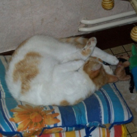 Photo #159847 de Gribouille