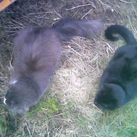 Photo #160435 de Grishka