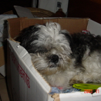 Photo #160579 de Kiwy