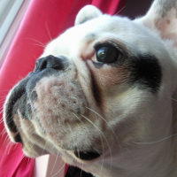 Photo #160609 de Diva