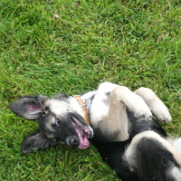 Photo #160687 de Dixie