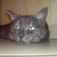 Photo #160711 de Cachou