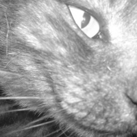 Photo #160723 de Cachou